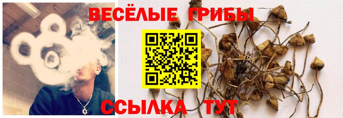 Галлюциногенные грибы мухоморы  Псилоцибиновые грибы Psilocybe  Петровск  Вход с VPN 